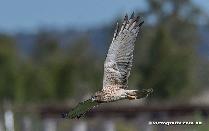 Swamp Harrier