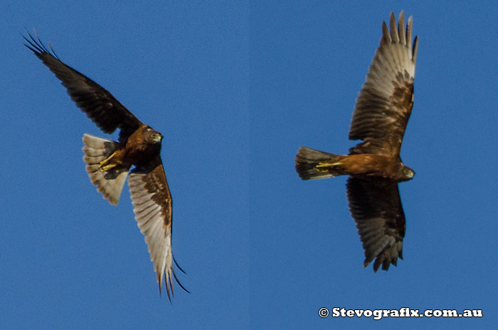 Swamp Harrier