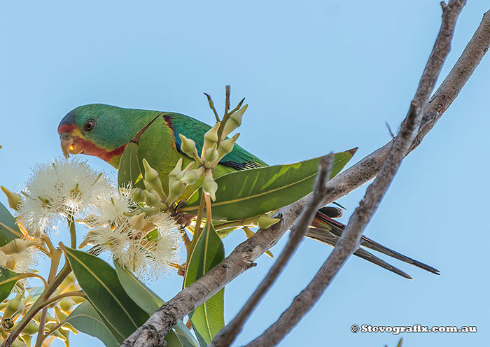 Swift Parrot