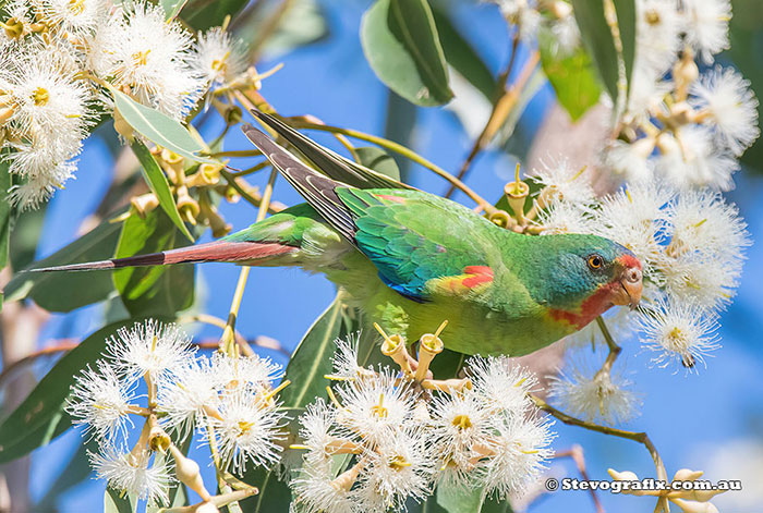 Swift Parrot - Stevografix