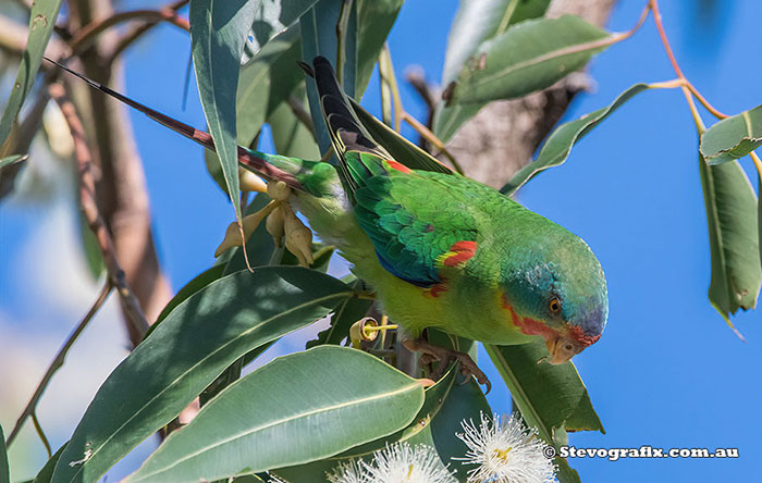 Swift Parrot - Stevografix