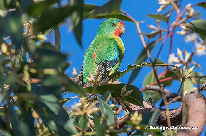 Swift Parrot