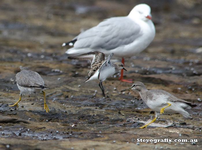 Grey-tailed Tattler chase puts a Red-necked Stint into the air.