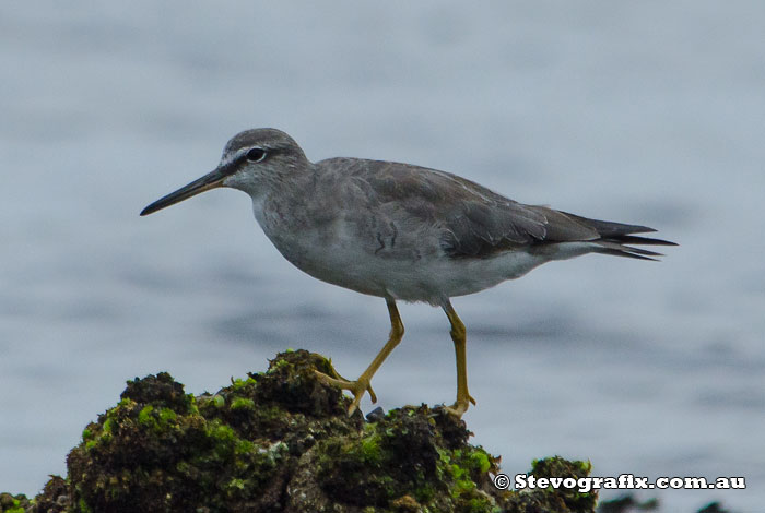 Grey-tailed Tattler