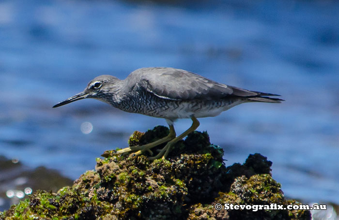 Wandering Tattler