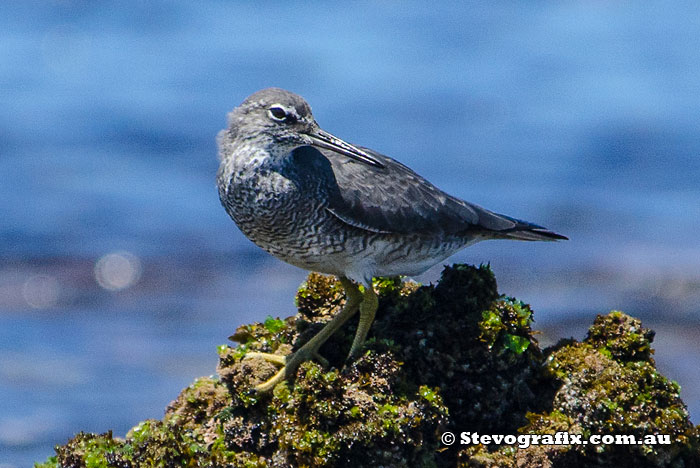 Wandering tattler