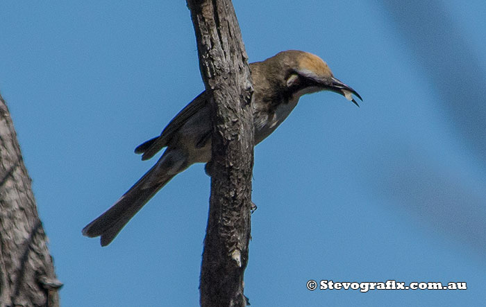 Tawny-crowned Honeyeater