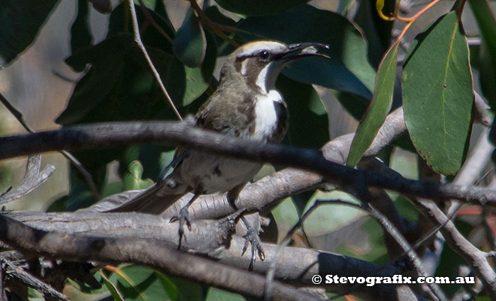 Tawny-crowned Honeyeater