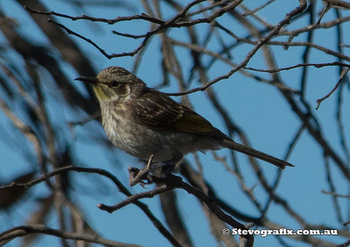 Tawny-crowned Honeyeater juvenile