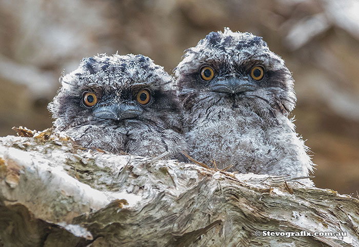 Tawny Frogmouths