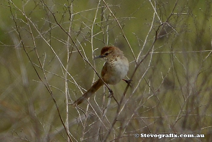 Tawny Grassbird