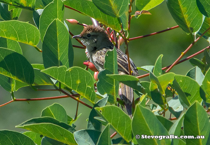 Tawny Grassbird