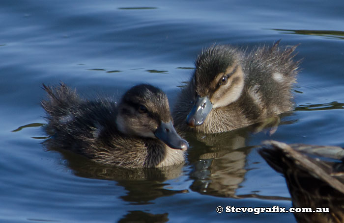 Baby Chestnut Teal 