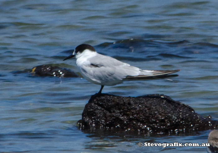 Common Tern