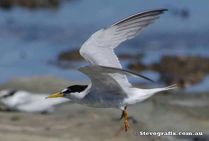 Little Tern in flight