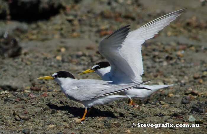 Little Tern