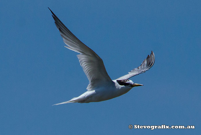 Little Tern in Flight