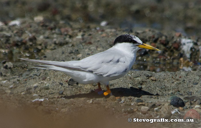 Little Tern