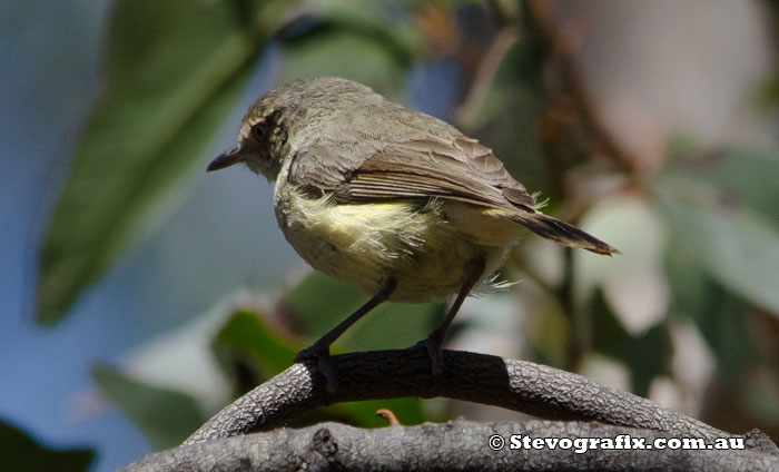 Buff-rumped Thornbill