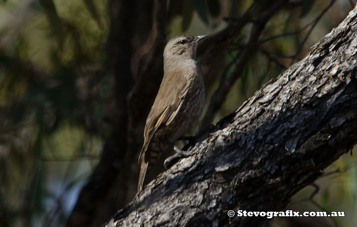 Brown Treecreeper