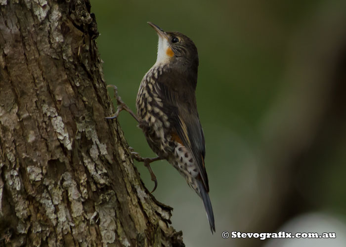 White-throated Treecreeper