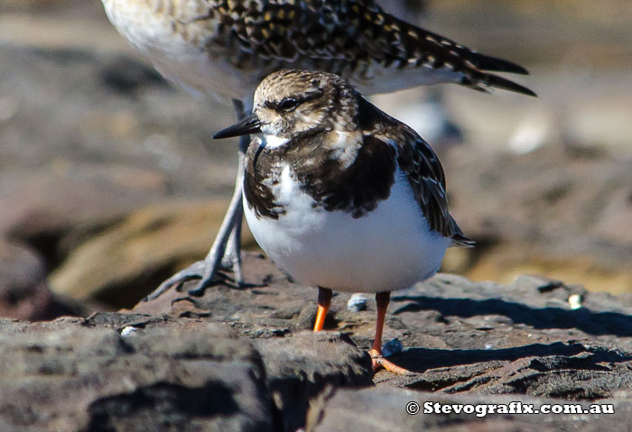 Ruddy Turnstone