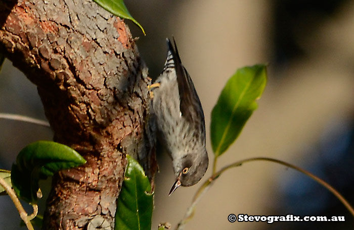 Orange-winged race of Varied Sitella