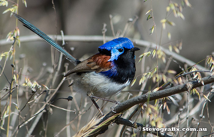 Male Variegated Fairy-wren