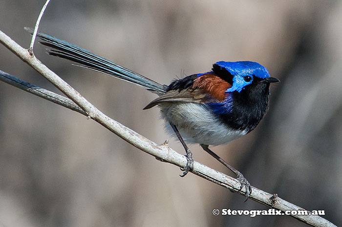 Male Variegated Fairy-wren