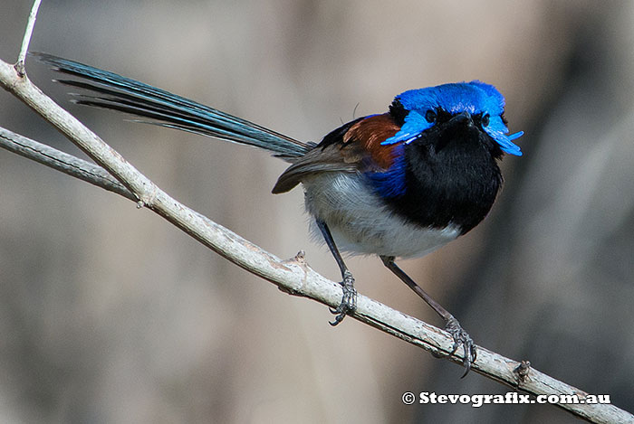 Male Variegated Fairy-wren