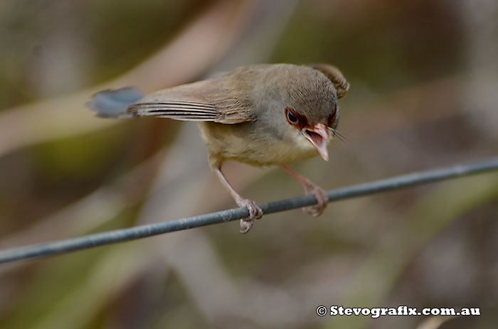 Female Variegated Fairy-wren calling