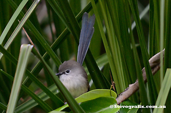 Female Variegated Fairy-wren