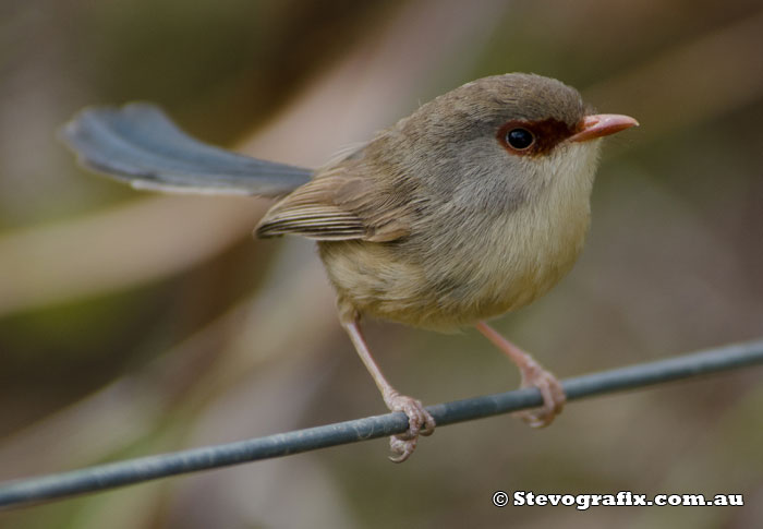 Female Variegated Fairy-wren