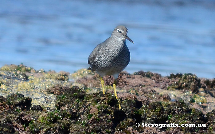 Wandering Tattler