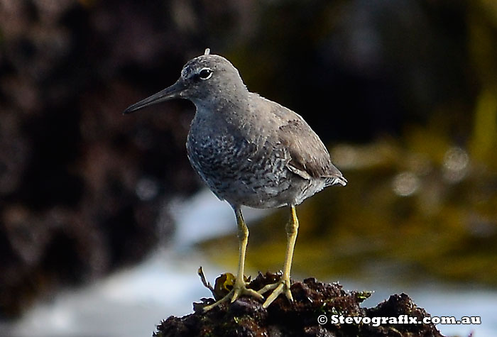 Wandering Tattler