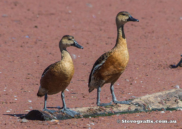 Wandering Whistling-duck