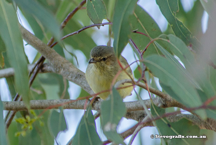 Weebill