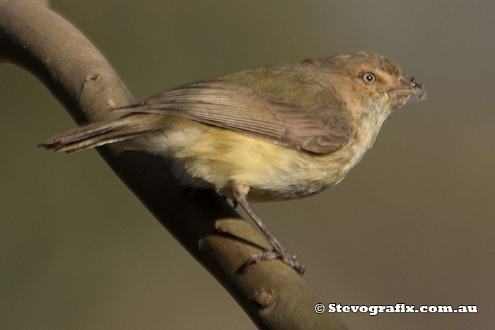 Weebill