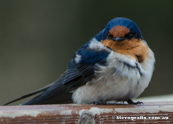 Welcome Swallow