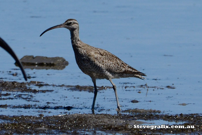 Whimbrel