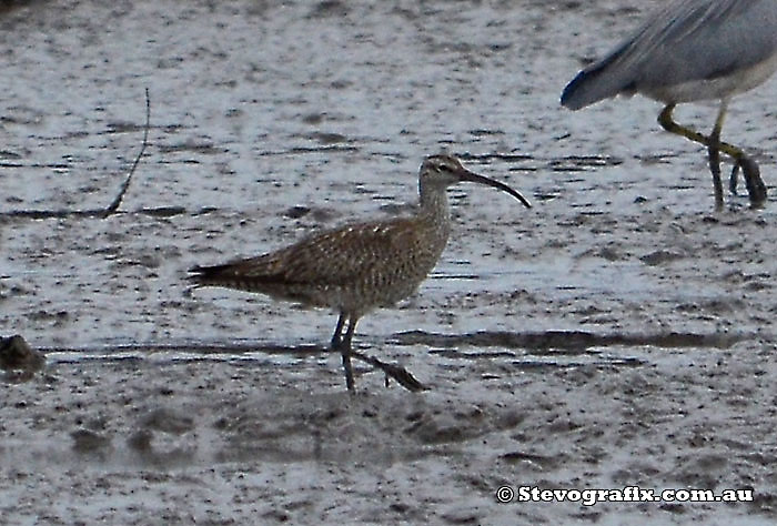 Whimbrel