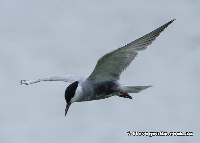 Whiskered Tern