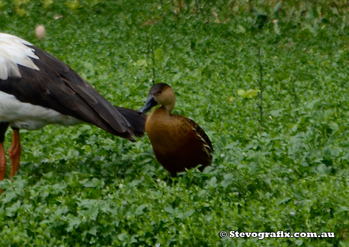 Wnadering Whistling-duck