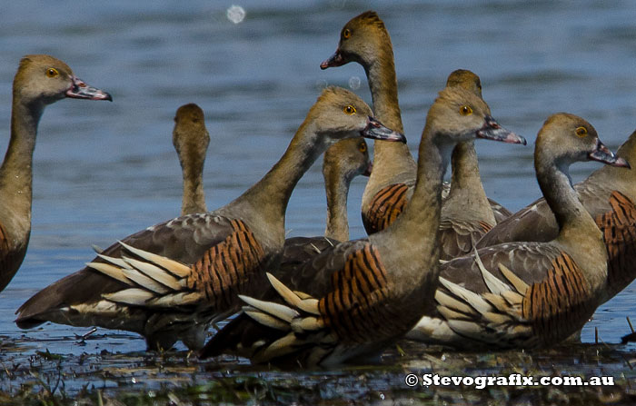 Plumed Whistling Ducks