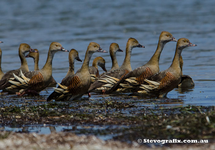 Plumed Whistling Ducks