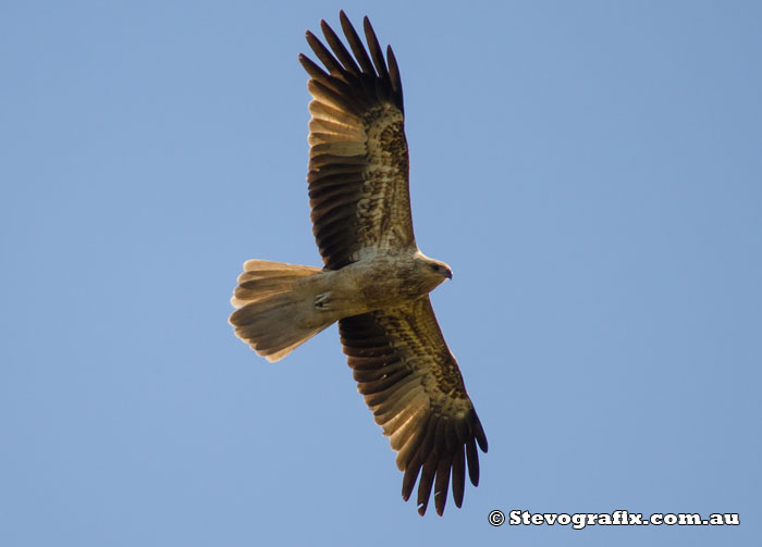 Whistling Kite