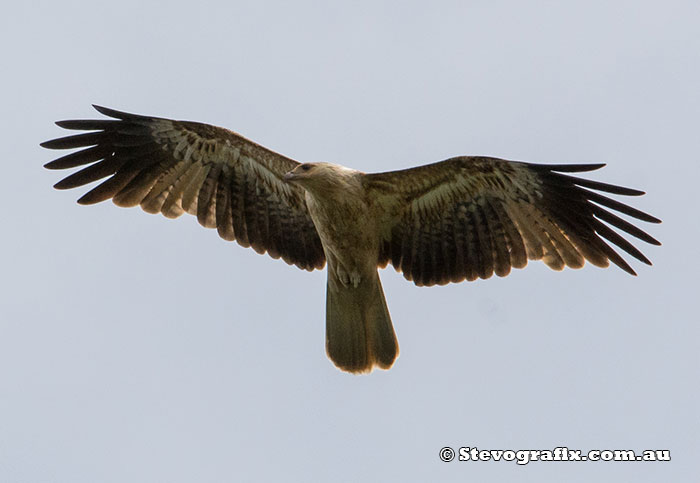 Whistling Kite