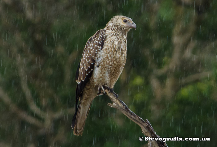 Whistling Kite