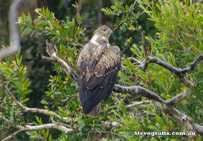 Juvenile Whistling Kite