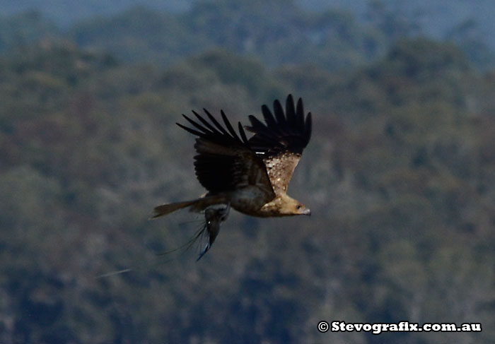 Whistling Kite with fish